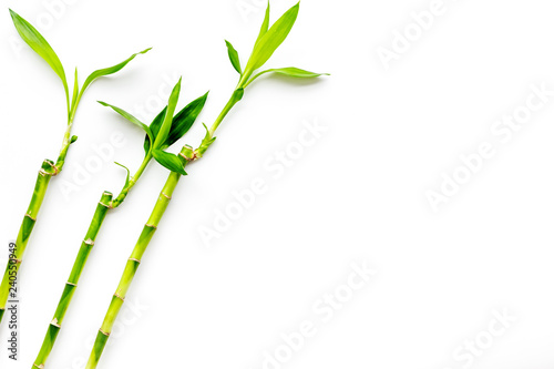 Bamboo shoot. Bamboo stem and leaves on white background top view copy space