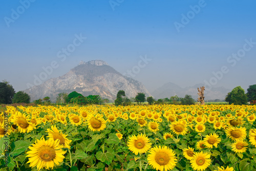 Fototapeta Naklejka Na Ścianę i Meble -  Sunflowers Farm