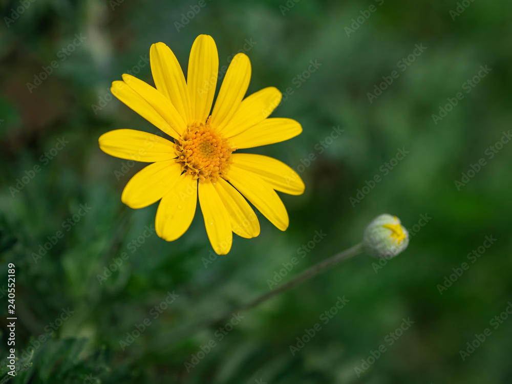 yellow flower it beauty yellow flower it beauty