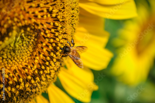 Fototapeta Naklejka Na Ścianę i Meble -  Sunflowers Farm