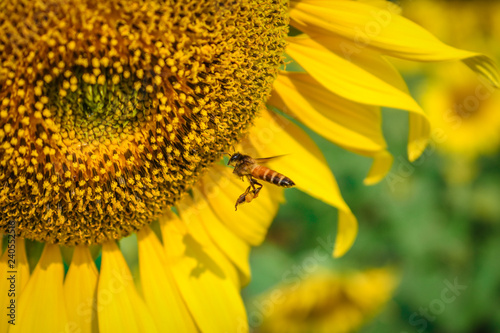 Fototapeta Naklejka Na Ścianę i Meble -  Sunflowers Farm