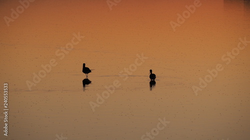 Colonia de Sant Jordi, Mallorca, Spain. Amazing landscape of the beautiful salt flats during the sunset. Silhouette of seagulls in backlight