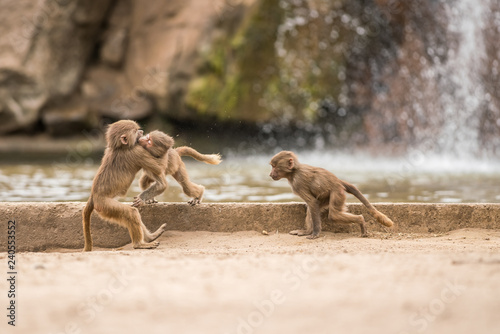 an Beautiful baboon