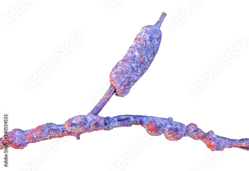 Laccifer lacca kerr,rasin,stick lac on branches of rain tree with many aphids isolated on white background with clipping path.,economic insect