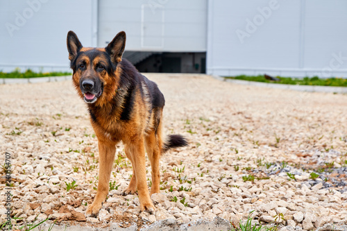 German shepherd dog guarding the building in a summer