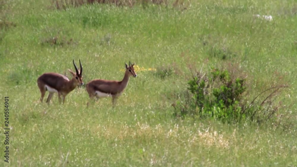 Israeli mountain gazelle courting in the field Israeli mountain gazelle courting in the field