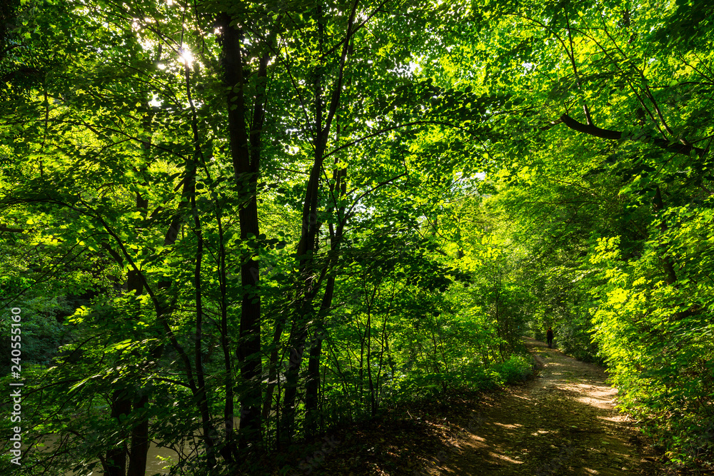 Obraz premium Beautiful forest in the spring and lush green foliage on a bright sunny day
