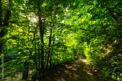 Beautiful forest in the spring and lush green foliage on a bright sunny day