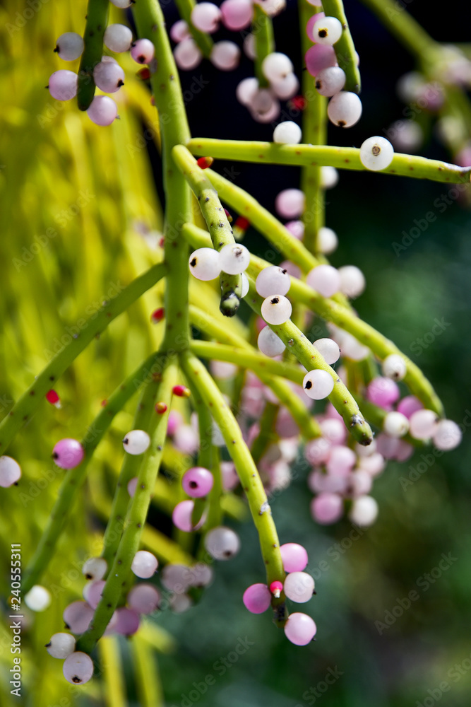 The Asian Closeup Blooming Mistletoe Cactus The Asian Closeup Blooming Mistletoe Cactus
