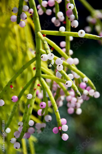 The Asian Closeup Blooming Mistletoe Cactus