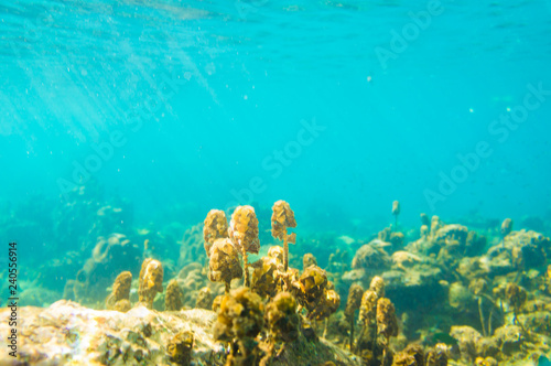 Fototapeta Naklejka Na Ścianę i Meble -  Under water nature of sea life coral reef with fish