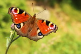 Schmetterling gönnt sich ein Sonnenbad