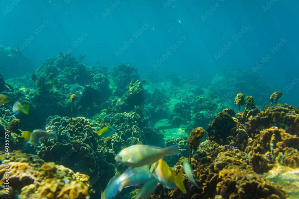 Fototapeta premium Under water nature of sea life coral reef with fish