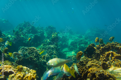 Under water nature of sea life coral reef with fish © themorningglory