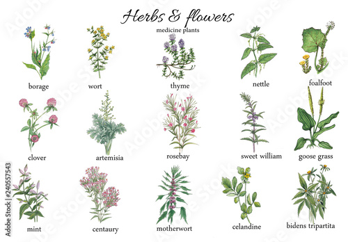 Fotografia Watercolor botanical illustration of medicine herbs