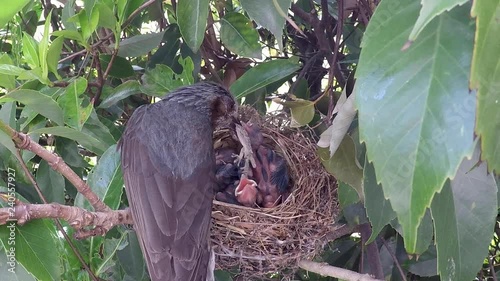 Parenting of birds. Day5. 02 photo