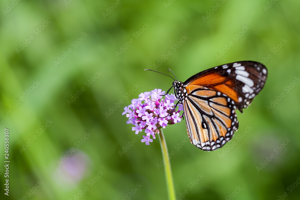 Butterfly on verbena flower