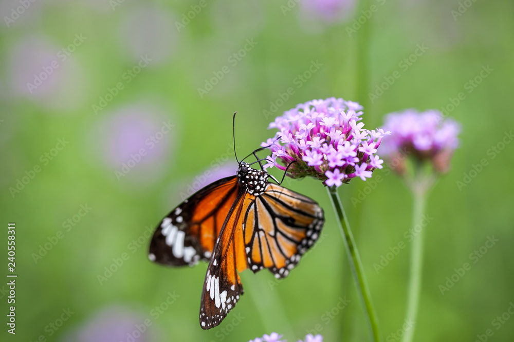 Fototapeta premium Butterfly on verbena flower