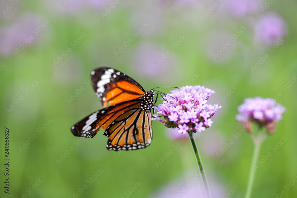 Fototapeta premium Butterfly on verbena flower