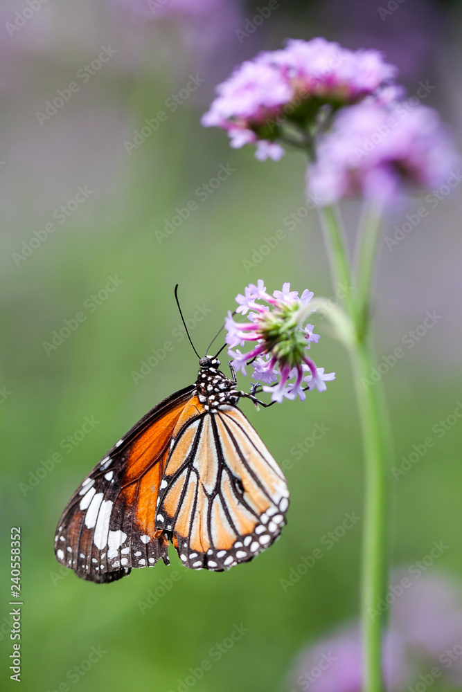 Obraz premium Butterfly on verbena flower