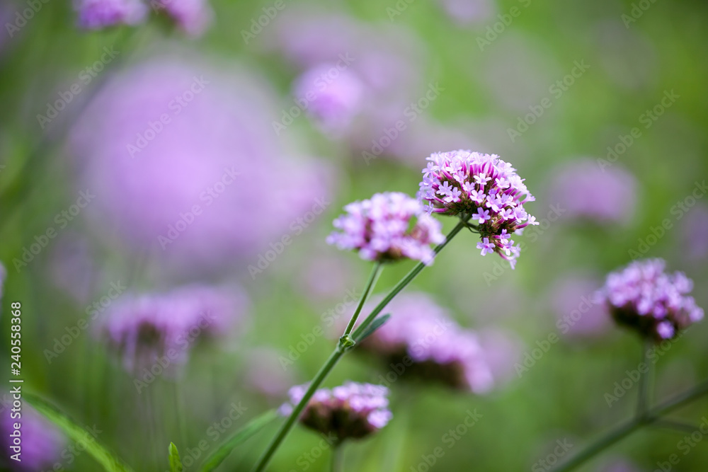 purple Verbena bonariensis, Purpletop Vervain purple Verbena bonariensis, Purpletop Vervain