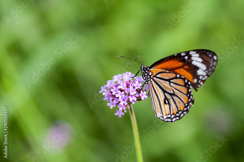 Butterfly on verbena flower © todja