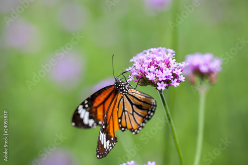 Butterfly on verbena flower