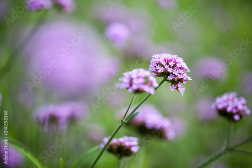 purple Verbena bonariensis  Purpletop Vervain