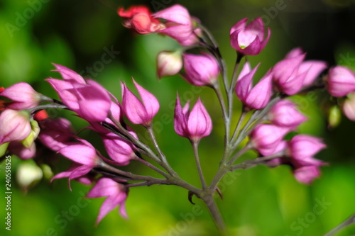 Closeup pink flowers blurred background with natural green color