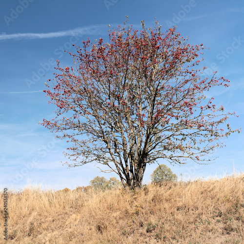 Baum