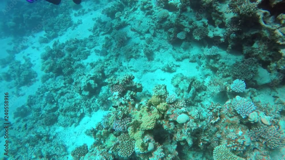 Egypt Dahab diving in the red sea. Egypt Dahab diving in the red sea.
