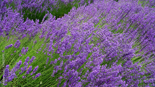 Blooming purple lavender plant in Lavender farm  New Zealand