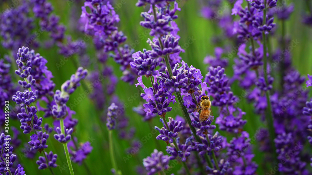 Hard-working bee in Lavender farm, New Zealand Hard-working bee in Lavender farm, New Zealand