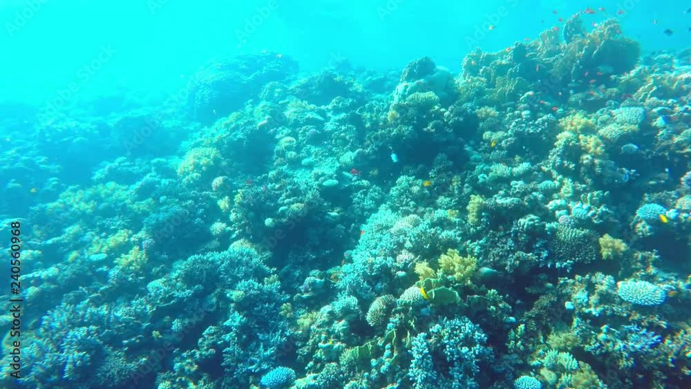 Egypt Dahab diving in the red sea. Egypt Dahab diving in the red sea.