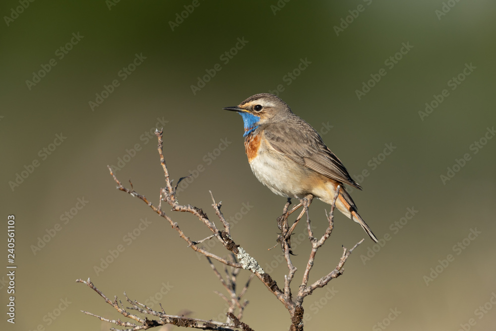 Fototapeta premium bluethroat sitting on a branch