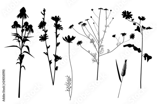 Silhouettes of field wild plants and flowers, set, collection, vector.