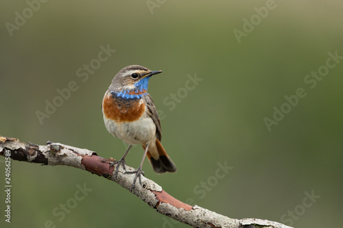 bluethroat sitting on a branch