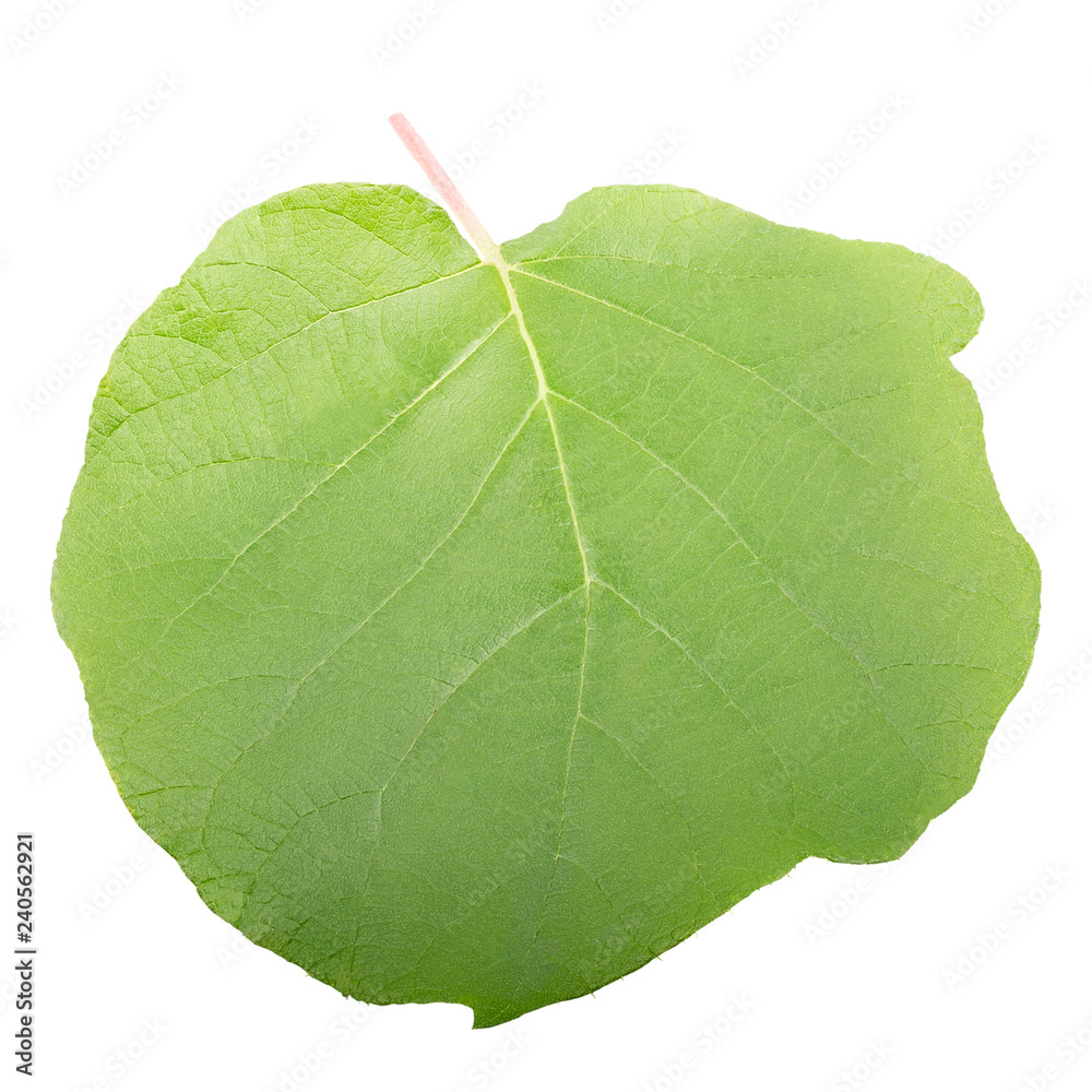 Obraz premium One leaf of kiwi fruit isolated on white