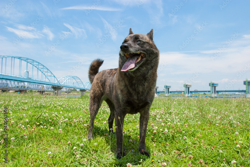 甲斐犬 Stock Photo Adobe Stock