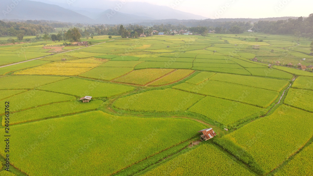 The beautiful landscape of rice fields in Thailand. 