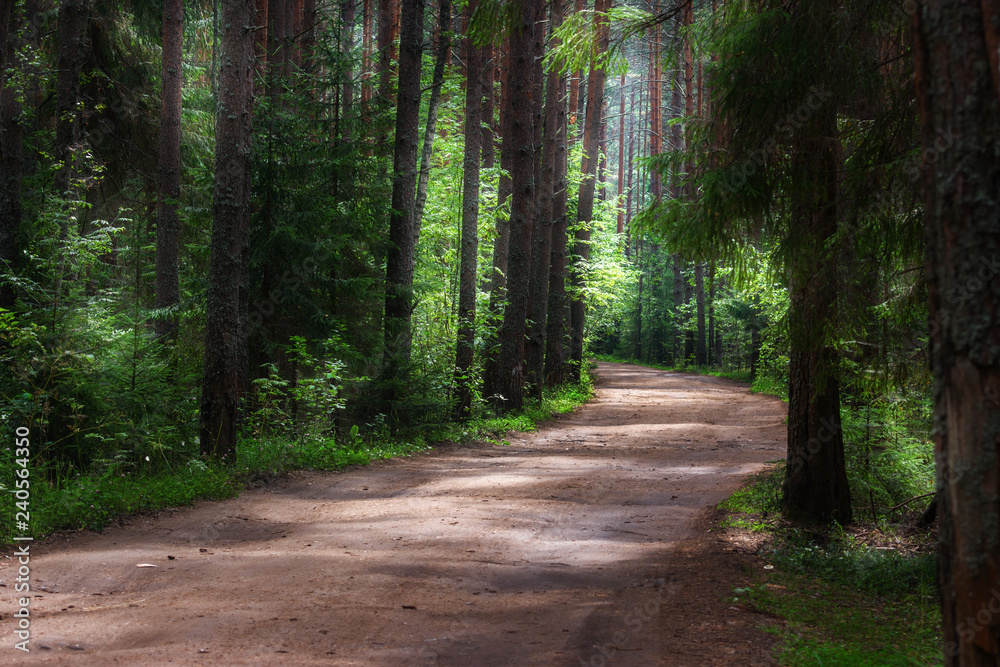Scenic road through pine and spruce forest Scenic road through pine and spruce forest