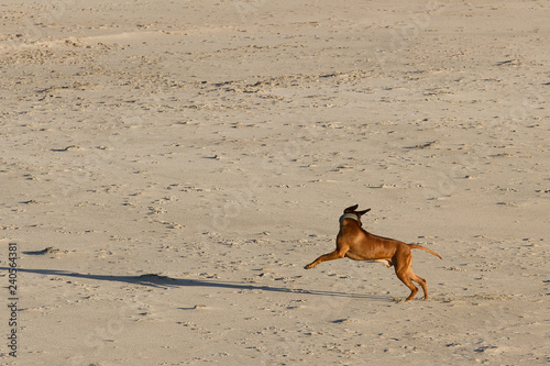 dog playing at the beach and having fun in denmark © jeancliclac