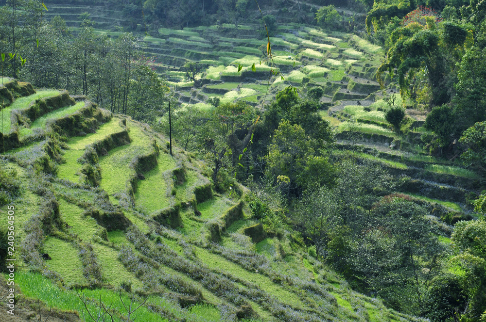 Fototapeta premium Green fields.Nepal: Rice terraces in the valley Kali Gandaki. Green fields in the spring.