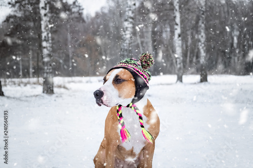 Dog in winter knit hat outdoors in snow. Cute staffordshire terrier on a walk at nature park in winter