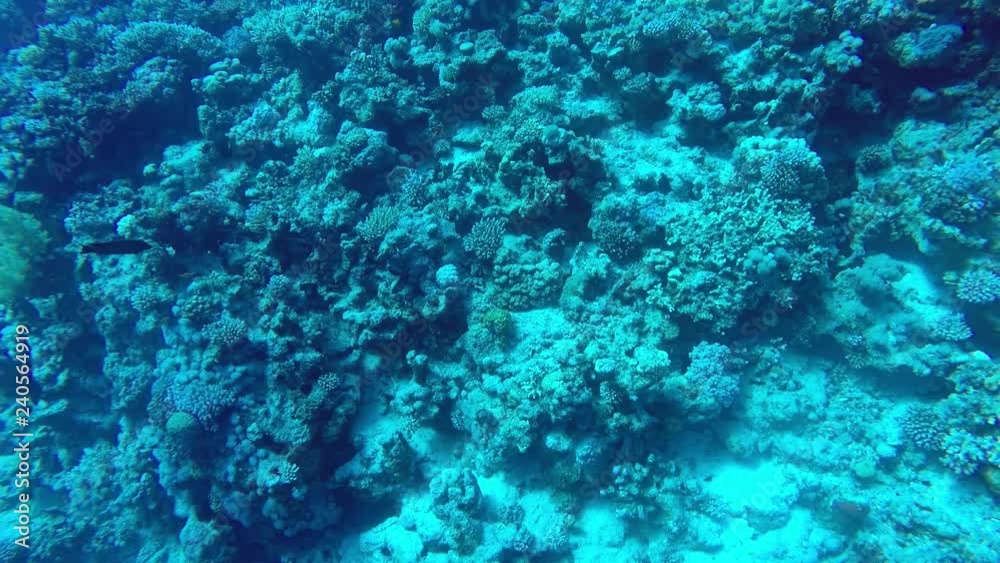 Egypt Dahab diving in the red sea. Egypt Dahab diving in the red sea.