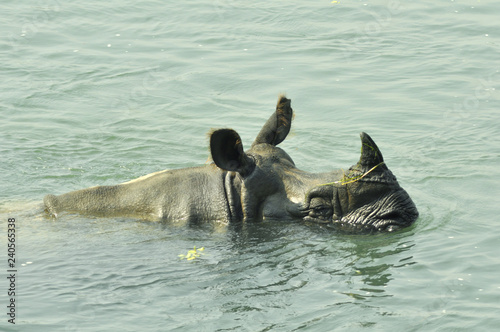 The rhinoceros are submerged in water, the horn is visible. Wildlife, safari on the border of Nepal and India. National Park Chitwan.