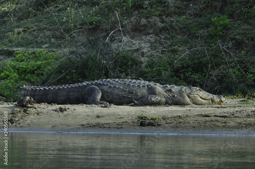 Swamp crocodile on the shoreWildlife, safari on the border of Nepal and India. National Park Chitwan.