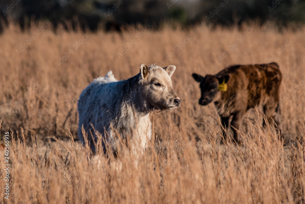 Fototapeta premium White and black calf in field
