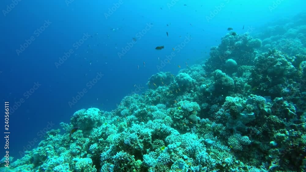 Egypt Dahab diving in the red sea.