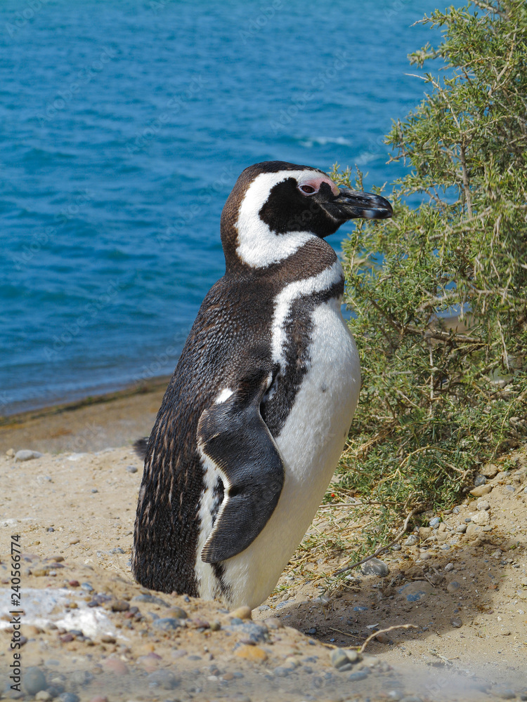 Obraz premium Cute Magellanic Penguin Standing Standing Near the Bush. Blue Water Sea in the Background. Sunny Day. Penguin Profile.